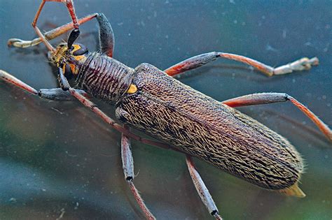 Lemon tree borer: Wood-boring larvae of this beetle could wreak serious ...