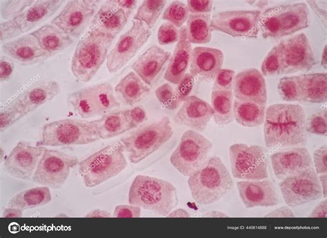 Mitosis Prophase Microscope