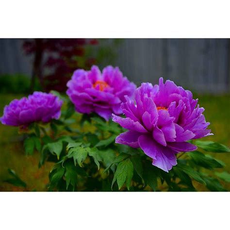 Purple Japanese Tree Peony Paeonia Suffruticosa 1 Year Bare Root