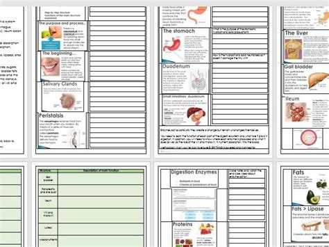 Btecl3 Health And Social Care Unit 3 Anatomy And Physiology Resources B6 Digestive System And Exam