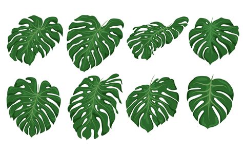 Monstera Leaf Set Green Elements Vector Art At Vecteezy