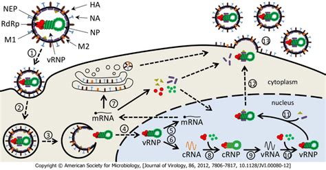 2 Scheme Of The Influenza A Virus Life Cycle For The Sake Of