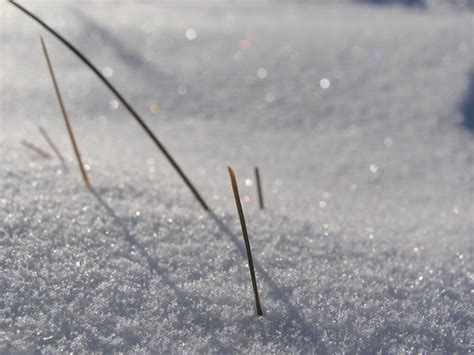 Prairie Grass In The Snow Only On The Prairies Can You Get Flickr