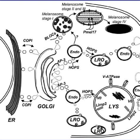 Schematic Representation Of The Vesicular Traffic Pathways Where