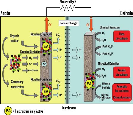 Schematic Representation Of Microbial Fuel Cell Working Principle