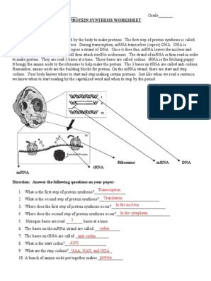 Free protein synthesis worksheet, Download Free protein synthesis ...