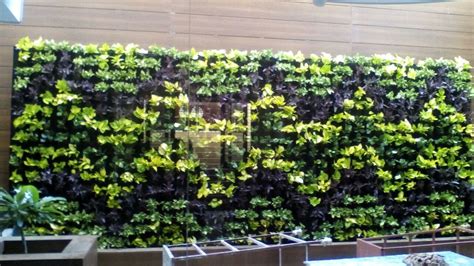 Vertical Gardening Green Wall At Rs Square Feet Green Walls