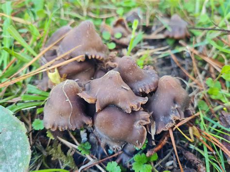 Psilocybe Sp Sect Zapotecorum Psilver Linings Nz