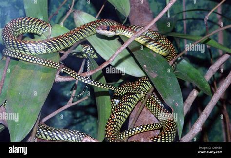 Paradise Tree Snake Or Paradise Flying Snake Chrysopelea Paradisi