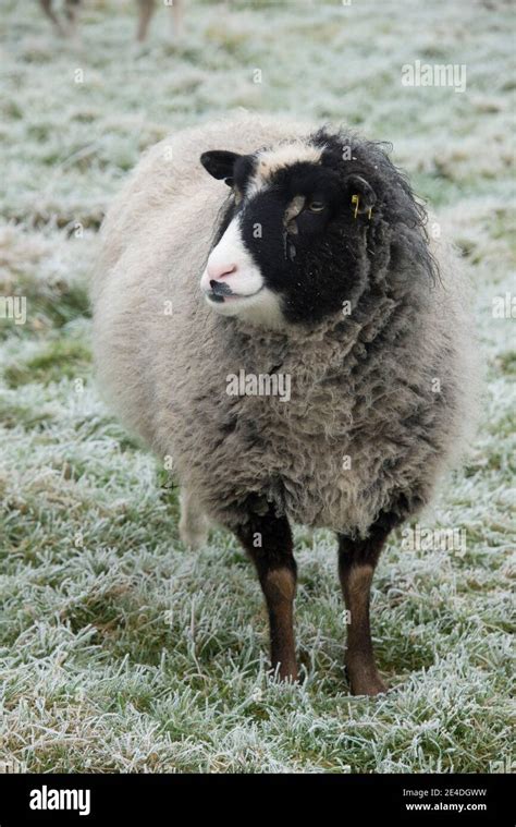 A pet Shetland wether sheep with black eye "patches" and a white nose ...