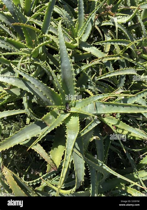 Large outdoor garden of spiky aloe Vera plants Stock Photo - Alamy