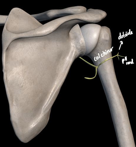 Innervation Du Membre Thoracique Cartes Quizlet