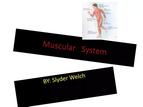 Ppt Muscular System Powerpoint Presentation Free Download Id2493619