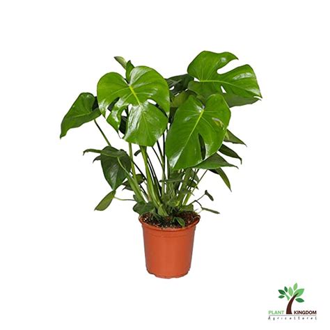 Monstera Pertusum Swiss Cheese Plant Kingdom Uae