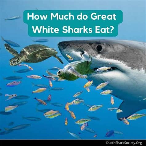 What Do Great White Sharks Eat Dutch Shark Society