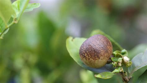 9 Indoor Citrus Tree Pests and How to Identify Them - Plant America