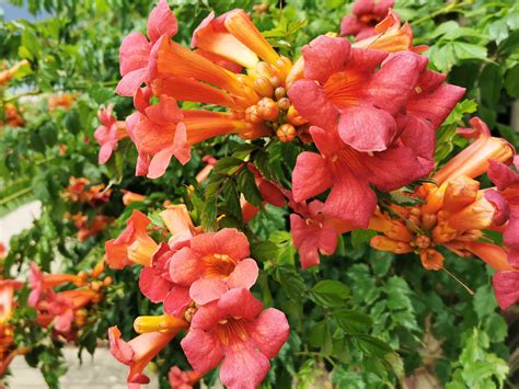 Campsis Radicans Red Trumpet Vine Jurassicplants Nurseries