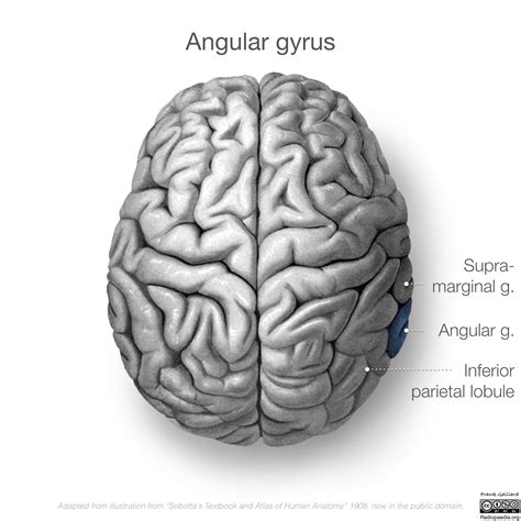 Neuroanatomy Superior Cortex Diagrams Image Radiopaedia Org