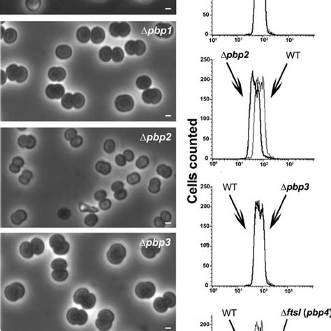 Photoautotrophic Growth Of Synechocystis Wild Type And Slr