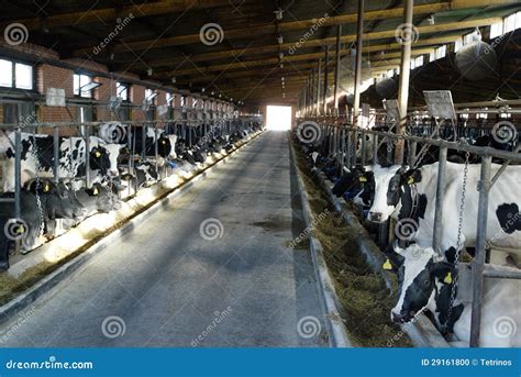 Dairy Farm Stock Photo Image Of Farm Bovine Healthy 29161800