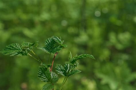 Catnip Plant Images Free Download On Freepik