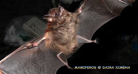 greater sac-winged bat - (Saccopteryx bilineata) | BOGOTA BIRDING ...