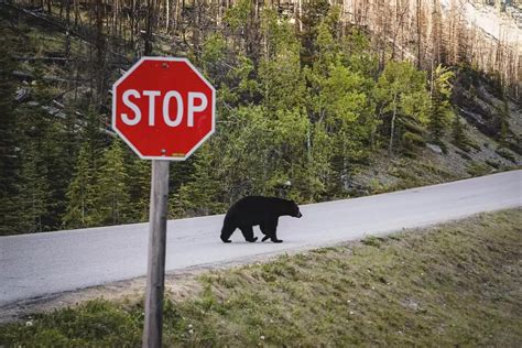 Wildlife in Canada: 14 Canadian Animals You Can See (& Best Places to ...