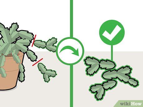 How to Prune a Christmas Cactus: 12 Steps (with Pictures)