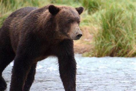 Kenai Peninsula Wildlife Habitats - KENAI BACKCOUNTRY ADVENTURES