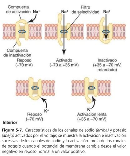 Potenciales De Membrana Y Potenciales De Acción Flashcards Quizlet