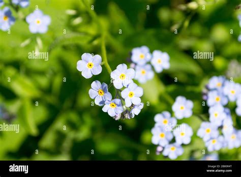 Beautiful tiny little flowers. The petals ara light blue in contrast ...