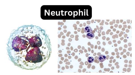 Neutrophil Definition Structure Functions Biology Notes Online