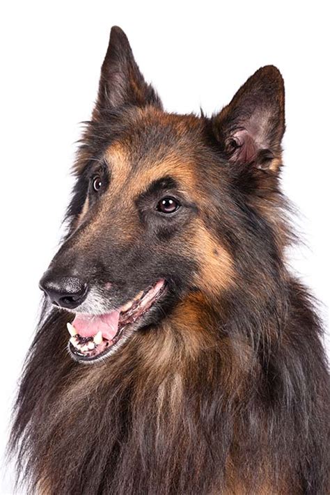 Belgian Tervuren Dog Breed Information