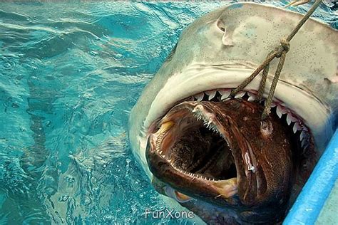 2 Fish Caught With One Hook Big Grouper Fish Stuck Inside Sharks Mouth