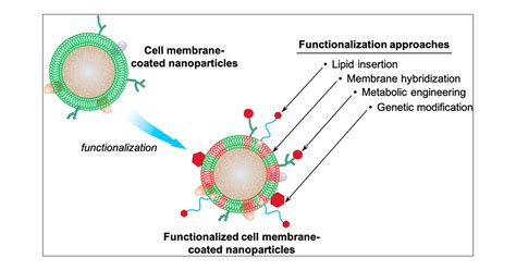 Emerging Approaches To Functionalizing Cell Membrane Coated