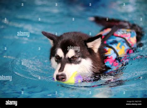 Alaskan Malamute Puppy Wearing Life Jacket And Hold Toy In Mouth In The