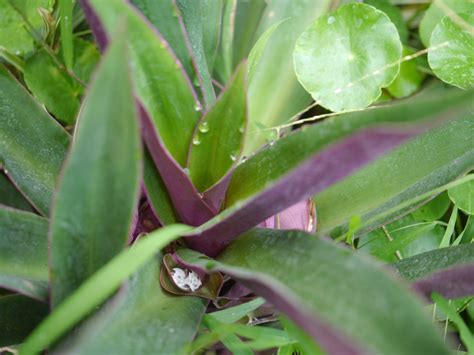 Tradescantia spathacea (Boat Lily, Moses in a Basket, Moses-in-the ...