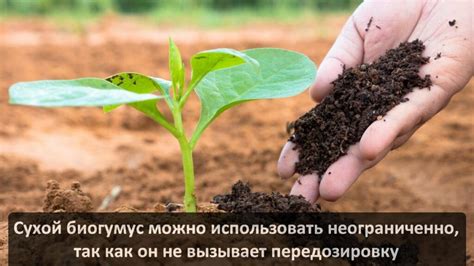 Сухой биогумус. Его применение. Где купить? - Диптера