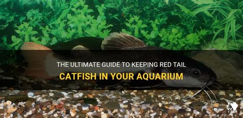 The Ultimate Guide To Keeping Red Tail Catfish In Your Aquarium | PetShun