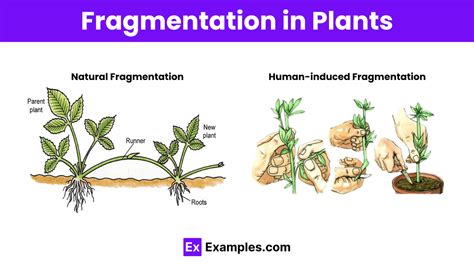 Fragmentation Definition Process Examples In Plants And More