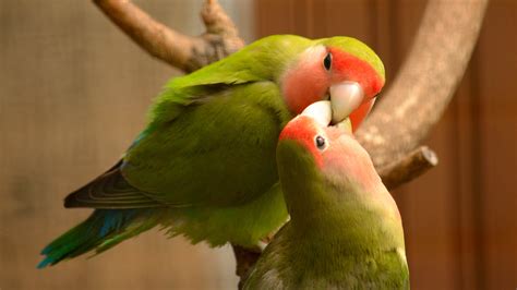 how do you lovebird biting indoors 5