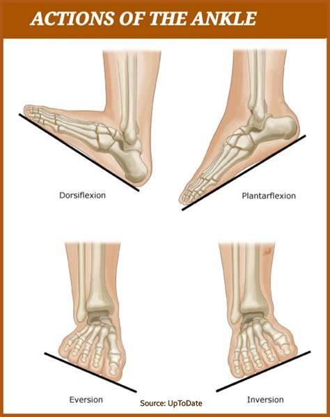 Dorsiflexion Anatomy