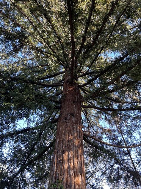 Coast Redwood Sequoia Sempervirens Fryer Creek Trail So Flickr