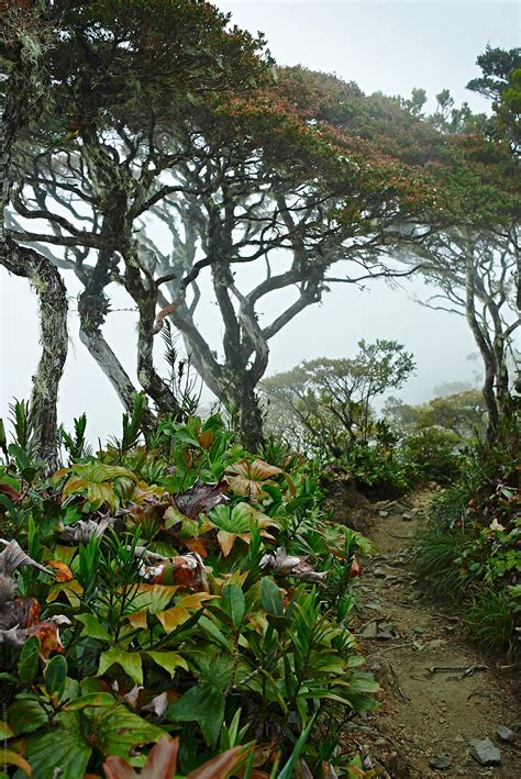 "Path Trough The Foggy Forest" by Stocksy Contributor "Sasha Evory ...