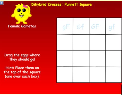 Dihybrid Crosses Punnett Square Female Gametes Gf Gf Chegg