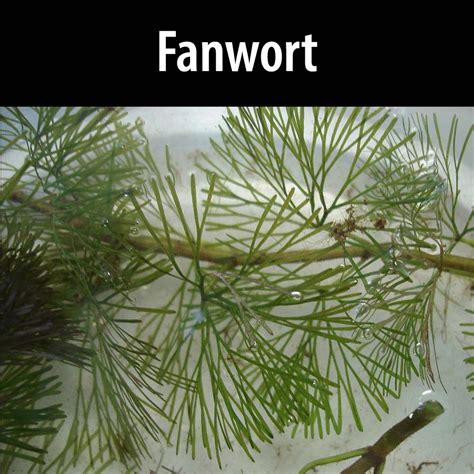 Fanwort Alberta Invasive Species Council