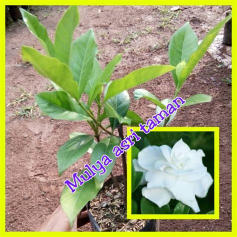 Jual Tanaman Hias Gardenia Augusta Tanaman Kacapiring Pohon Kaca Piring