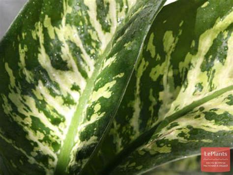 Диффенбахия пятнистая 'Марс' (Dieffenbachia maculata 'Mars') — описание ...