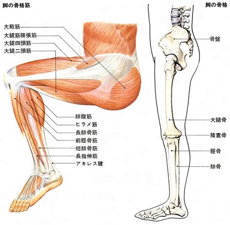 脛骨ケイコツとは？ 意味や使い方 コトバンク