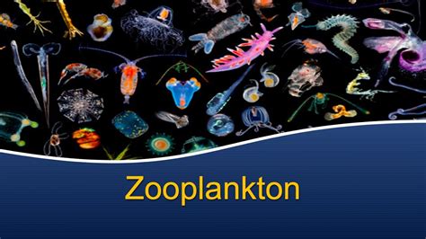 Zooplankton Drawing